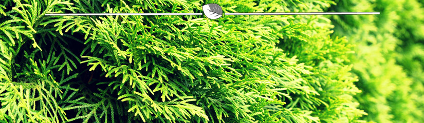 Thuja occidentalis Smaragd Blatt | Gardline